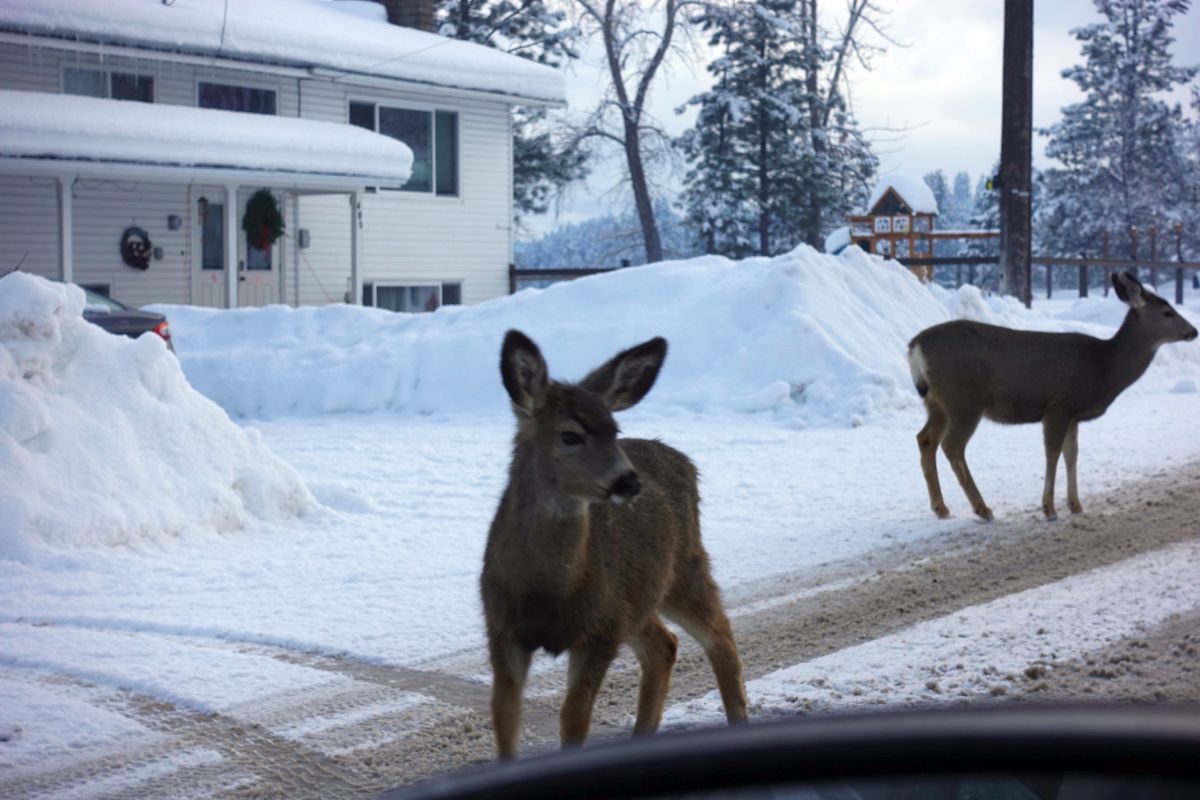 Deer in Princeton British Columbia