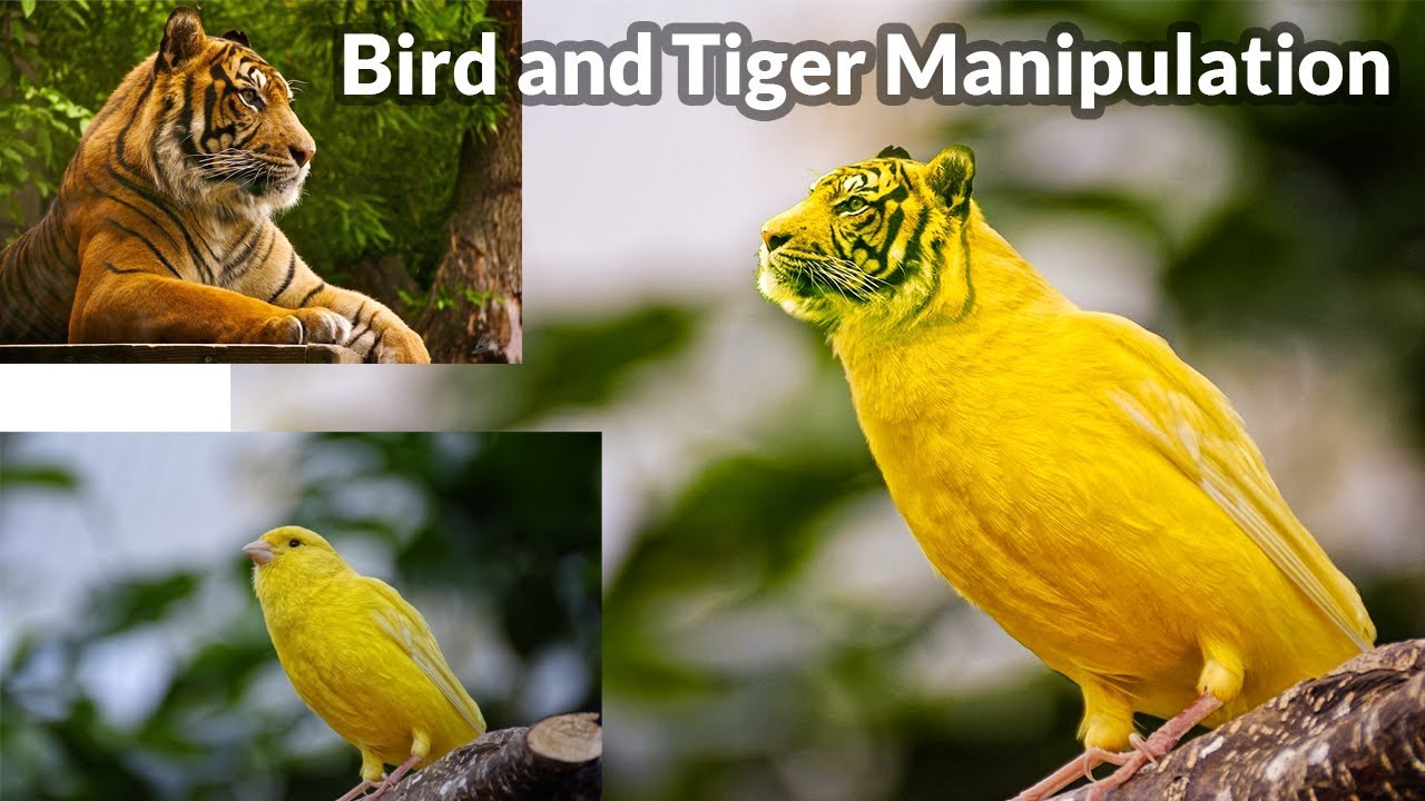 Bird and Tiger Manipulation | Photoshop Tutorial | Adobe Photoshop CC