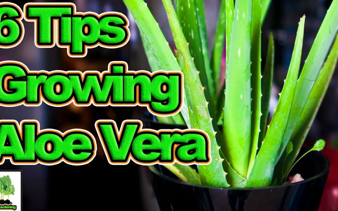 search engine optimization tips – 6 Tips To Growing Aloe Vera