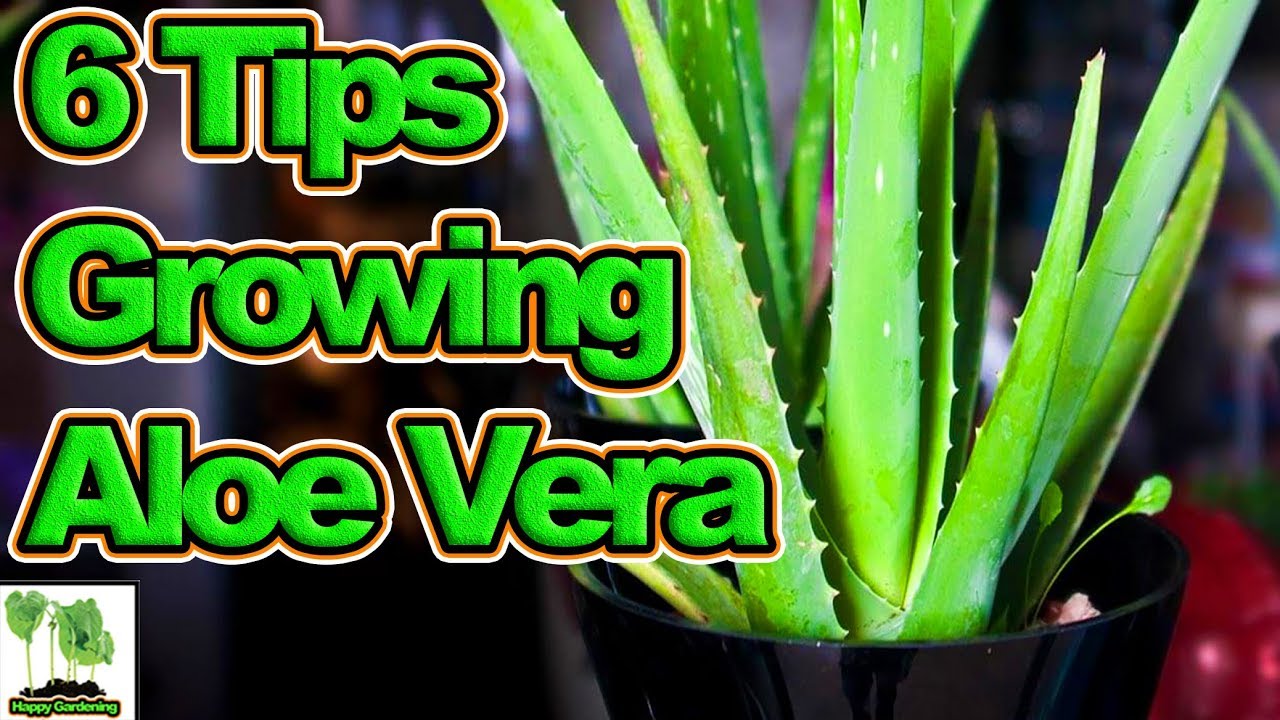 search engine optimization tips – 10 Tips To Growing Aloe Vera ...