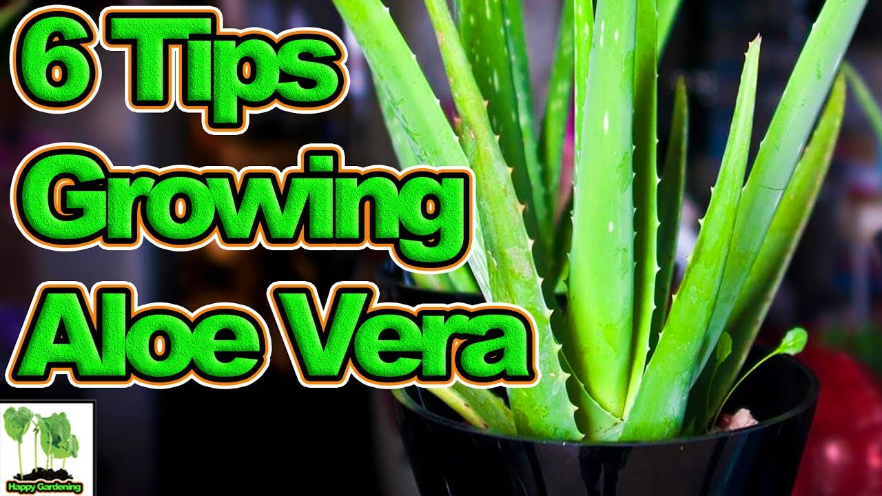 6 Tips To Growing Aloe Vera