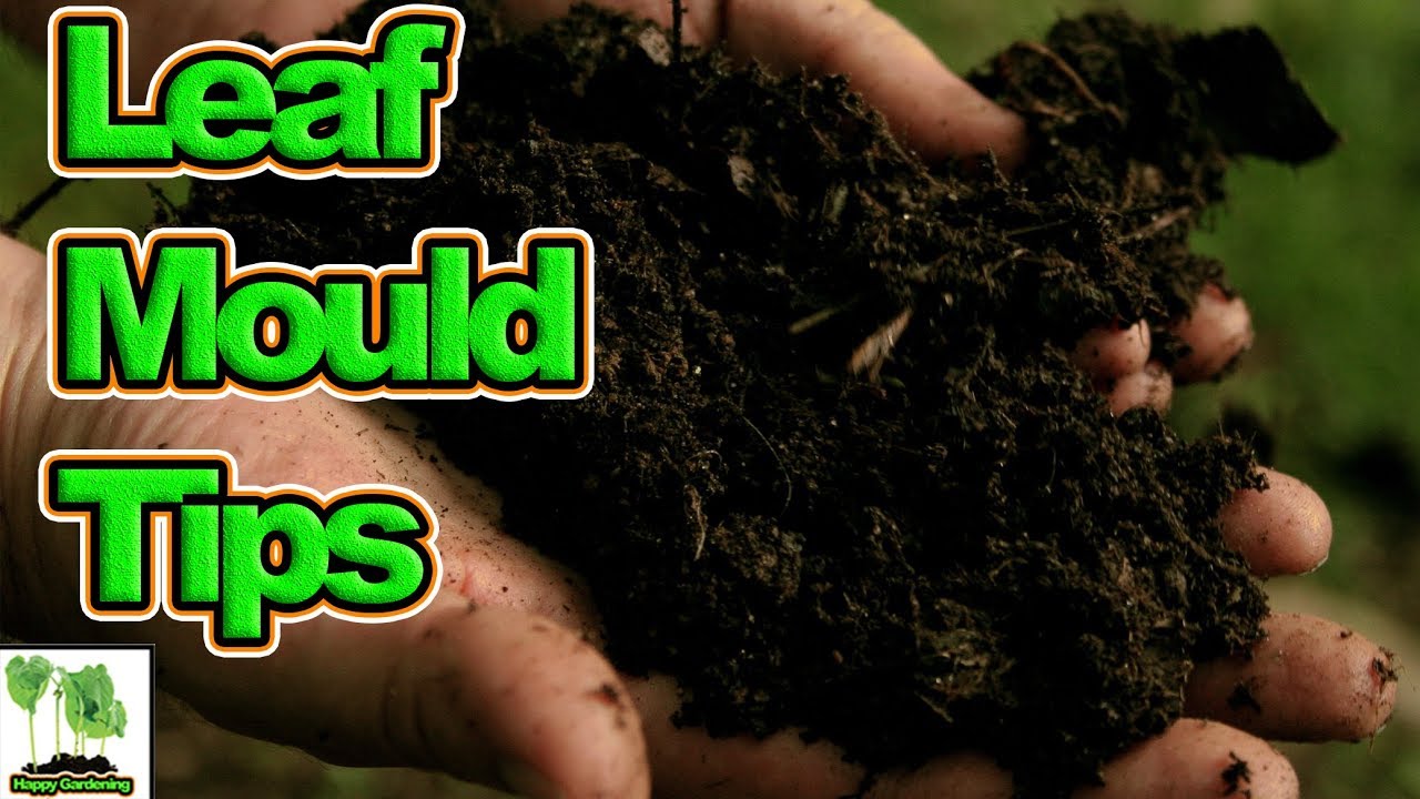 Hints, Tips And Tricks To Make Faster Leaf Mould