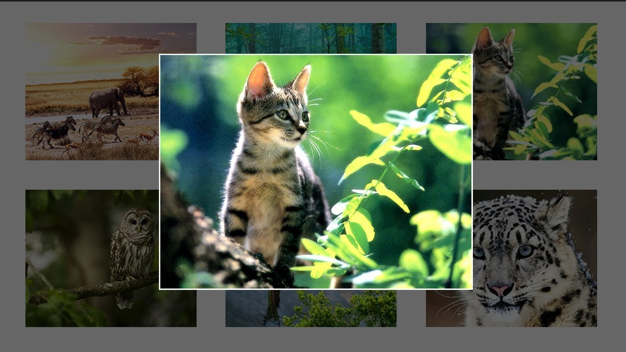 How To Create Image Gallery Using HTML, CSS and Javascript  | Lightbox Gallery
