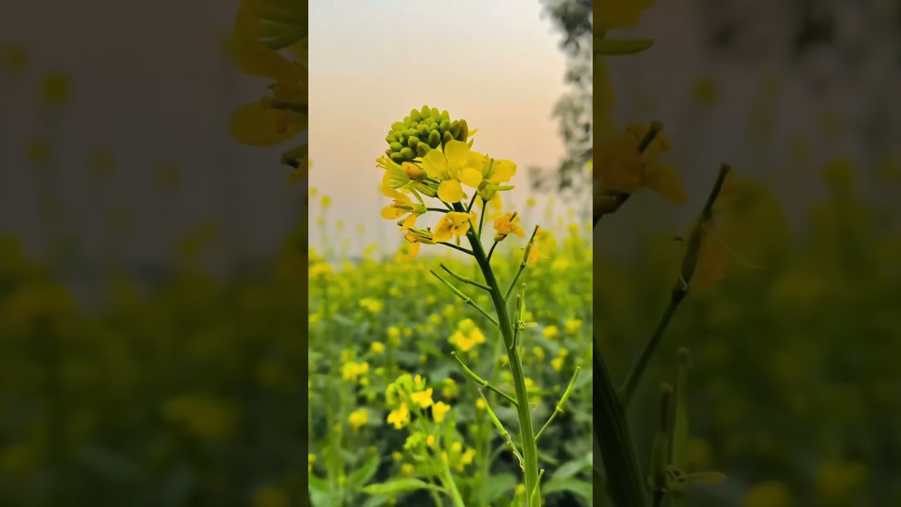 Best Song Beautiful Village in ❤️||Nature #status #village #nature